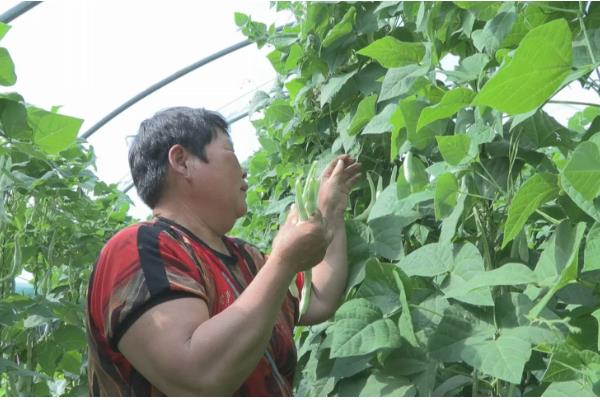芸豆畸形的原因与解决方法，可能是喷洒了过敏药物所致