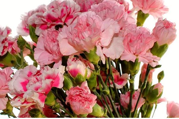 康乃馨的赠送对象，母亲、爱人、恋人均可赠送