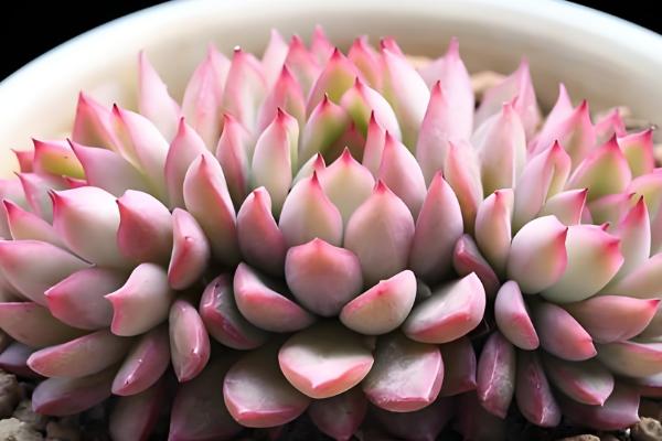 怎么养女雏多肉植物，春秋季节需要充足的水分