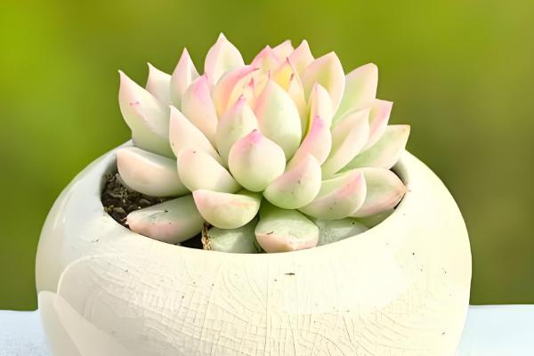 怎么养女雏多肉植物，春秋季节需要充足的水分