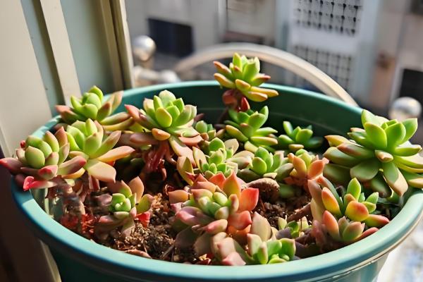 怎么养女雏多肉植物，春秋季节需要充足的水分