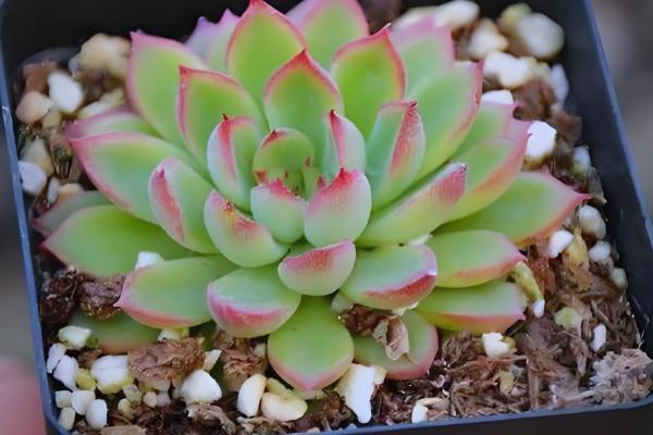 怎么养女雏多肉植物，春秋季节需要充足的水分