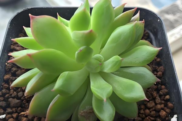 怎么养女雏多肉植物，春秋季节需要充足的水分