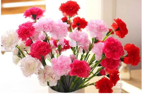 康乃馨的赠送对象，母亲、爱人、恋人均可赠送