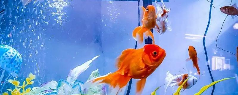 给金鱼换自来水要做什么处理，暴晒2-3天可以消除氯气