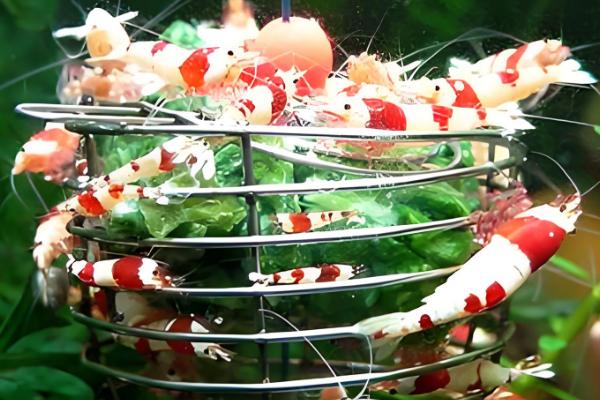 虾吃什么食物，幼虾以枝角类、桡足类浮游生物为食