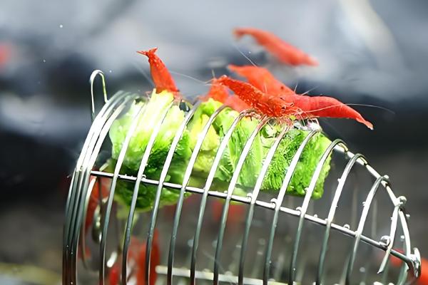 虾吃什么食物，幼虾以枝角类、桡足类浮游生物为食