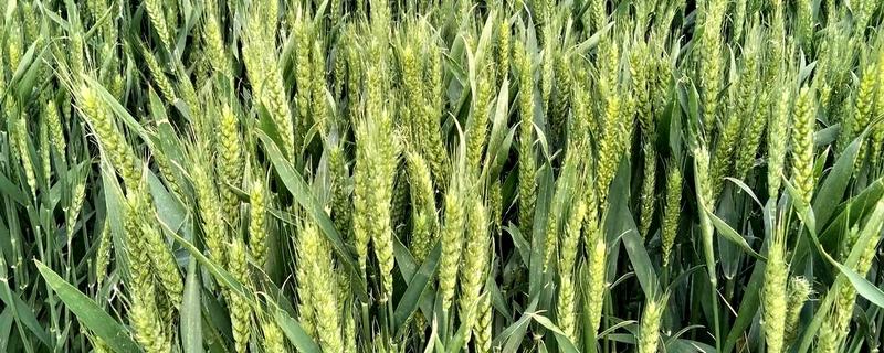 哪些小麦适合晚种，中麦895、郑麦136等品种可延迟播种