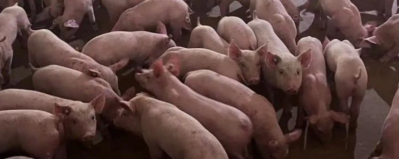 猪身上发紫打哪种药，可以注射磺胺甲氧嘧啶