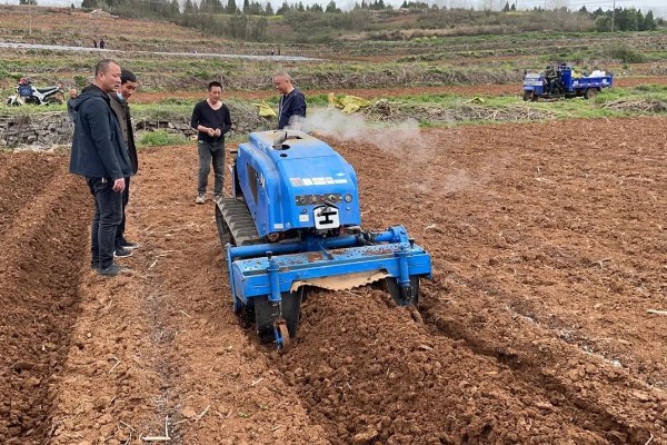 鼠尾草的种植方法，每隔15天追施一次尿素