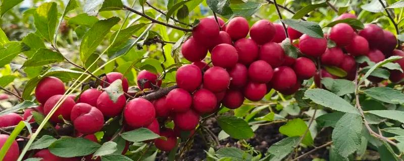 农村适合种什么水果，红香果、杈杷果等品种均可选择