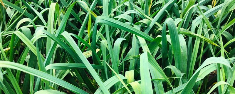 大蒜的种植行距株距，行距可以控制在15厘米左右