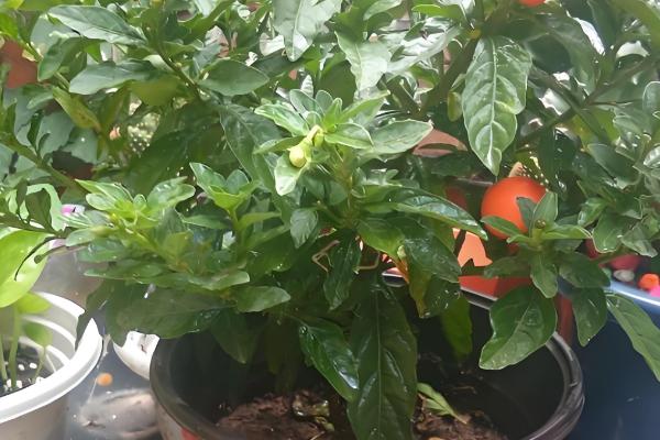 四季果的养殖方法，选择微酸性土壤种植为佳