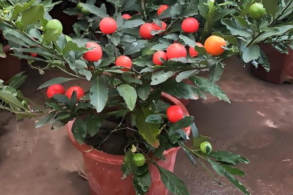 四季果的养殖方法，选择微酸性土壤种植为佳