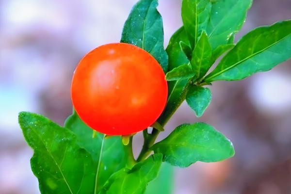 四季果的养殖方法，选择微酸性土壤种植为佳