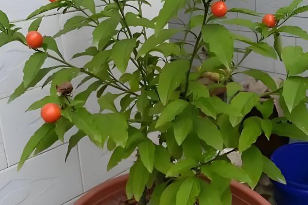 四季果的养殖方法，选择微酸性土壤种植为佳