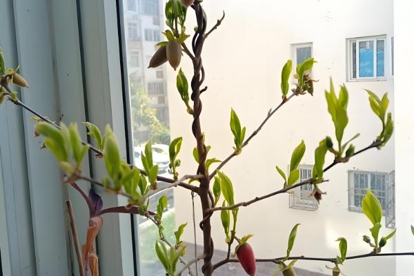 四季果的养殖方法，选择微酸性土壤种植为佳