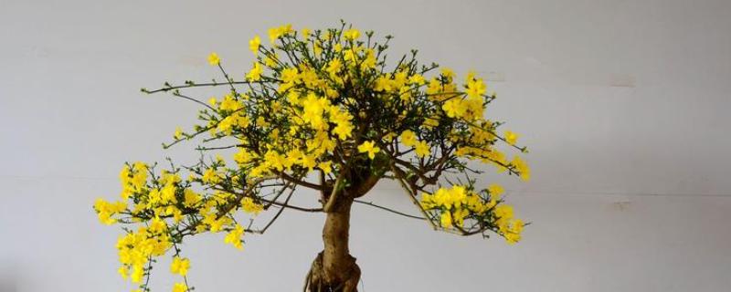 迎春先开花还是探春先开花，迎春花的花期更早