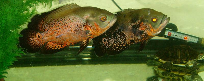 鱼有没有公母区分，鱼有公母之分