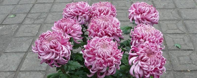 多头菊怎么养殖，春秋季节每隔3-4天浇一次水