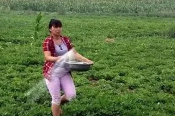 施肥后能马上浇水吗，施肥后可以马上浇水