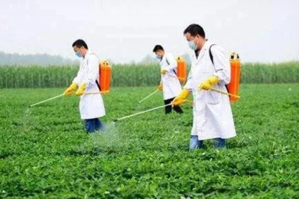 施肥后能马上浇水吗，施肥后可以马上浇水