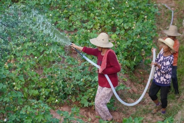 施肥后能马上浇水吗，施肥后可以马上浇水