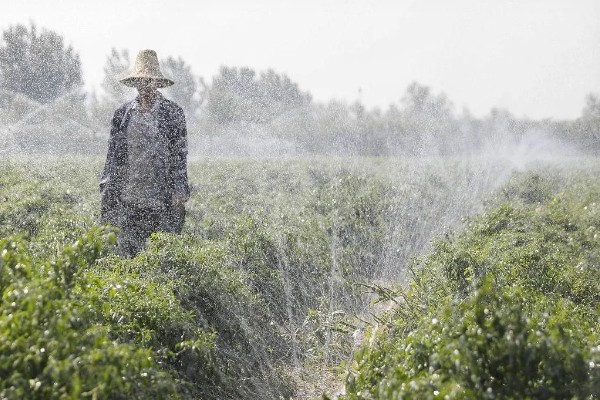 施肥后能马上浇水吗，施肥后可以马上浇水
