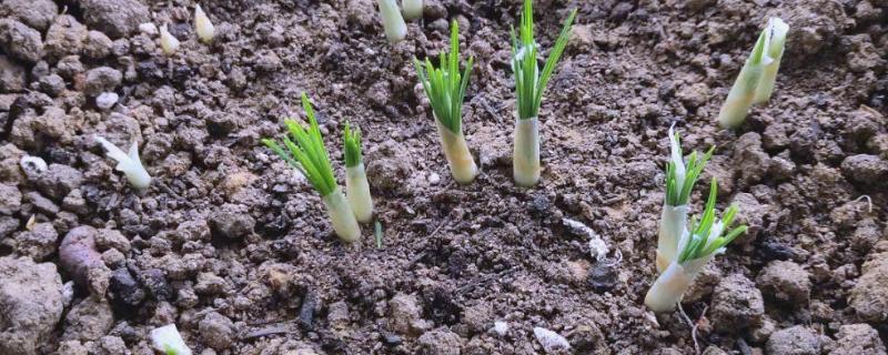 藏红花多长时间发芽，与温度的变化有关