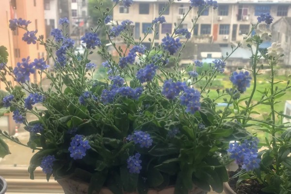 勿忘我能晒太阳吗，可以晒太阳