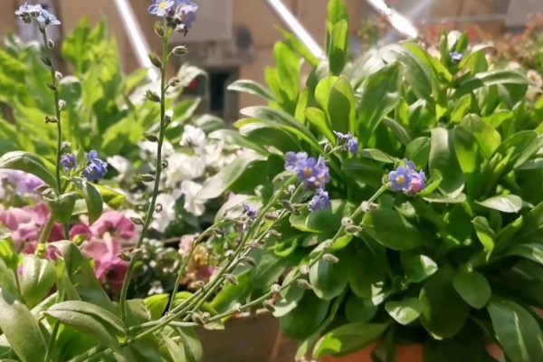 勿忘我能晒太阳吗，可以晒太阳