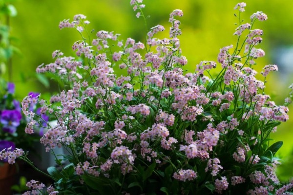 勿忘我能晒太阳吗，可以晒太阳