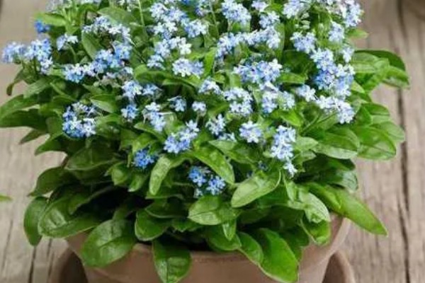 勿忘我能晒太阳吗，可以晒太阳