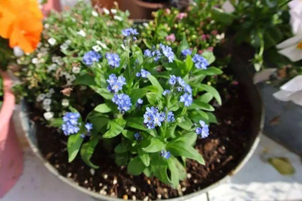 勿忘我能晒太阳吗，可以晒太阳