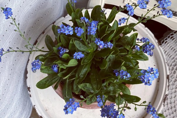 勿忘我能晒太阳吗，可以晒太阳