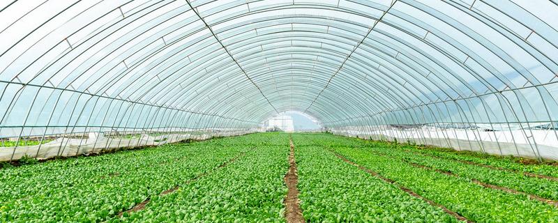 冬季怎么避免大棚缺光，使用透明的薄膜可以增加透光率
