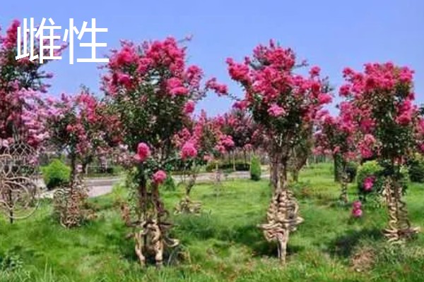 为什么紫薇树又叫痒痒树,是因为它的树干和其它树不一样