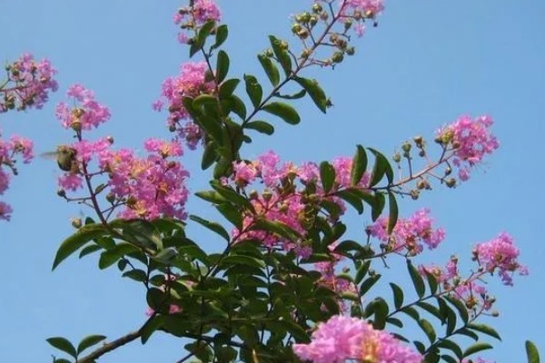 为什么紫薇树又叫痒痒树,是因为它的树干和其它树不一样