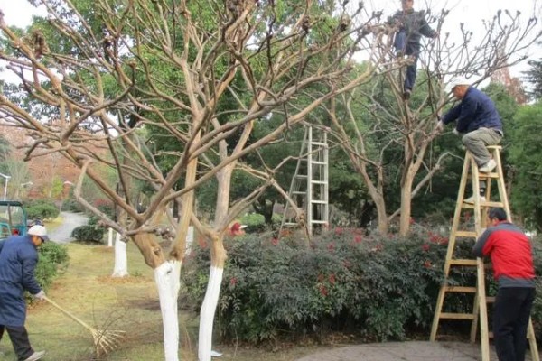 为什么紫薇树又叫痒痒树,是因为它的树干和其它树不一样