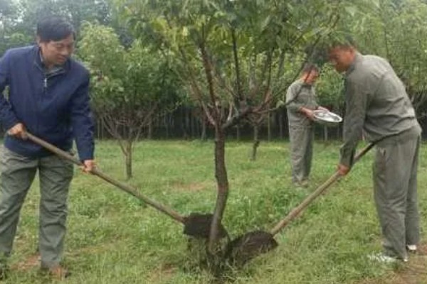 为什么紫薇树又叫痒痒树,是因为它的树干和其它树不一样