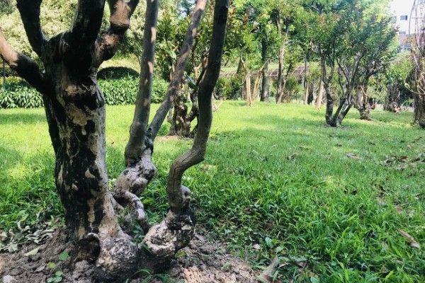 为什么紫薇树又叫痒痒树,是因为它的树干和其它树不一样