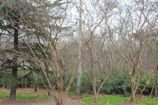 为什么紫薇树又叫痒痒树,是因为它的树干和其它树不一样