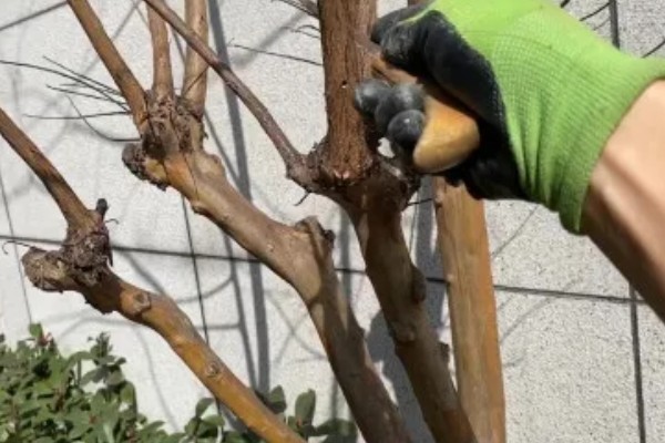 为什么紫薇树又叫痒痒树,是因为它的树干和其它树不一样