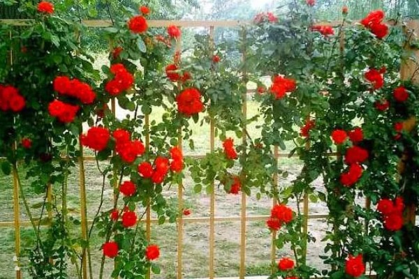 爬藤月季花如何养殖,每天光照时常不低于6个小时