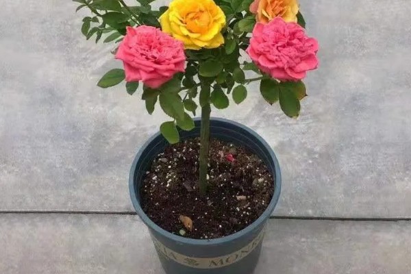 爬藤月季花如何养殖,每天光照时常不低于6个小时