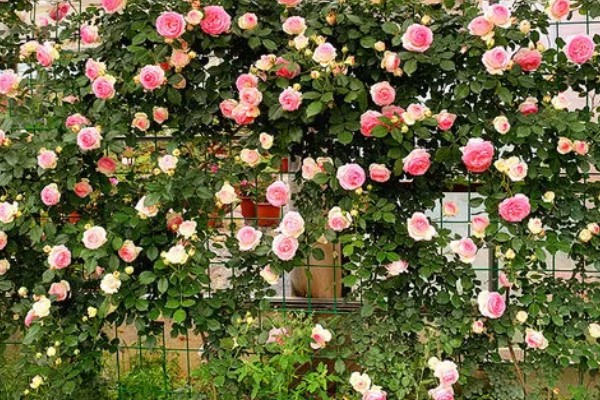 爬藤月季花如何养殖,每天光照时常不低于6个小时