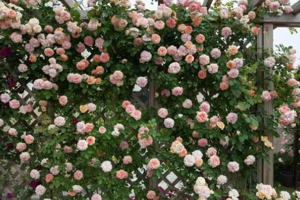 爬藤月季花如何养殖,每天光照时常不低于6个小时