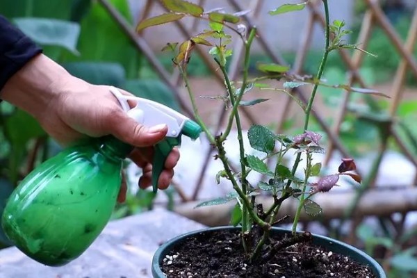 爬藤月季花如何养殖,每天光照时常不低于6个小时