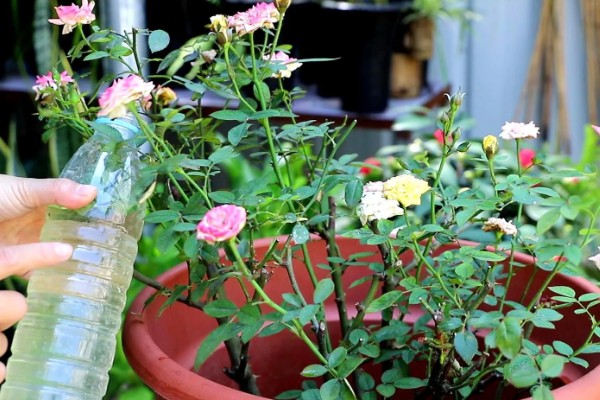 爬藤月季花如何养殖,每天光照时常不低于6个小时