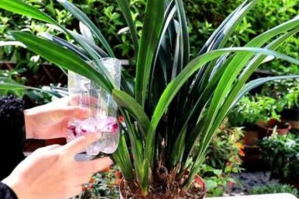 墨兰怎么养殖,生长盛期每隔半个月追肥一次